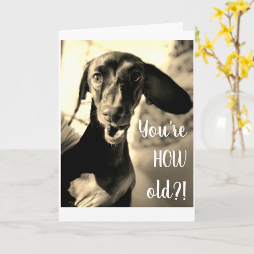 Sausage Dog Birthday Card Funny