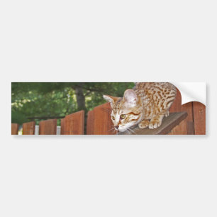 Savannah Cat Background Bumper Sticker