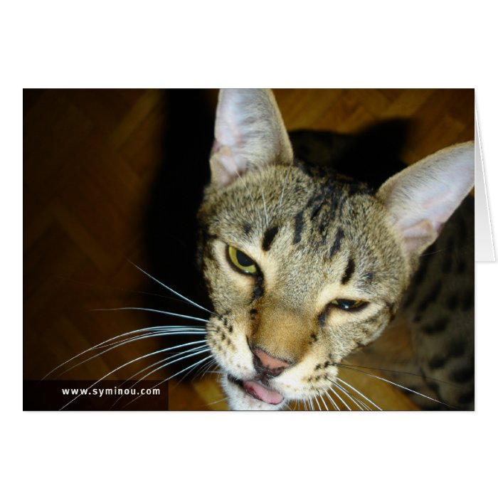 Savannah Cat Funny Card