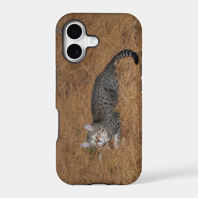 Savannah Cat iPhone 5 Case (Back)