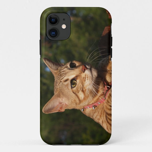 Savannah Cat  iPhone 5 Case-Mate Barely There Case (Back)