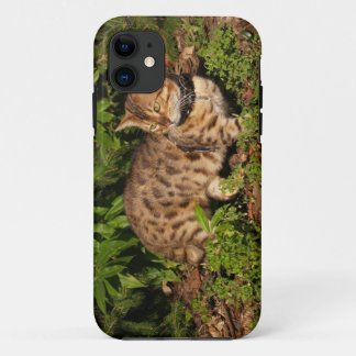 Savannah Cat iPhone 5 11 Case