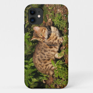 Savannah Cat iPhone 5 11 Case
