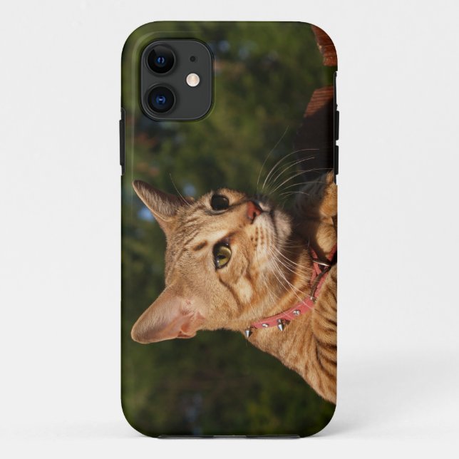 Savannah Cat iPhone 5 Case-Mate iPhone Case (Back)
