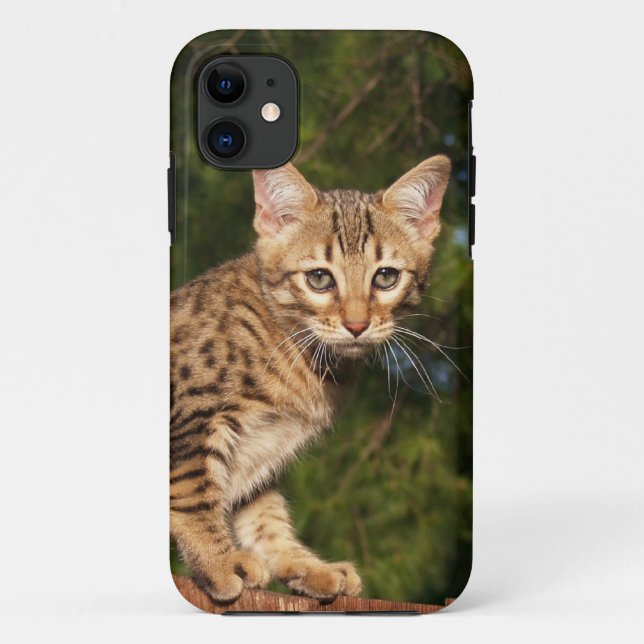 Savannah Cat iPhone 5 Custom Case-Mate ID Case (Back)