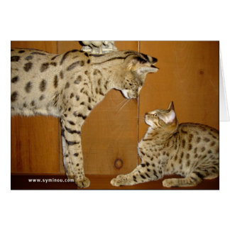 Savannah Cat meeting Card