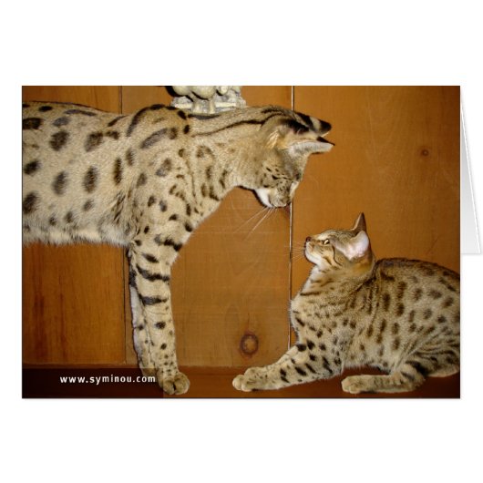 Savannah Cat meeting Card (Front Horizontal)