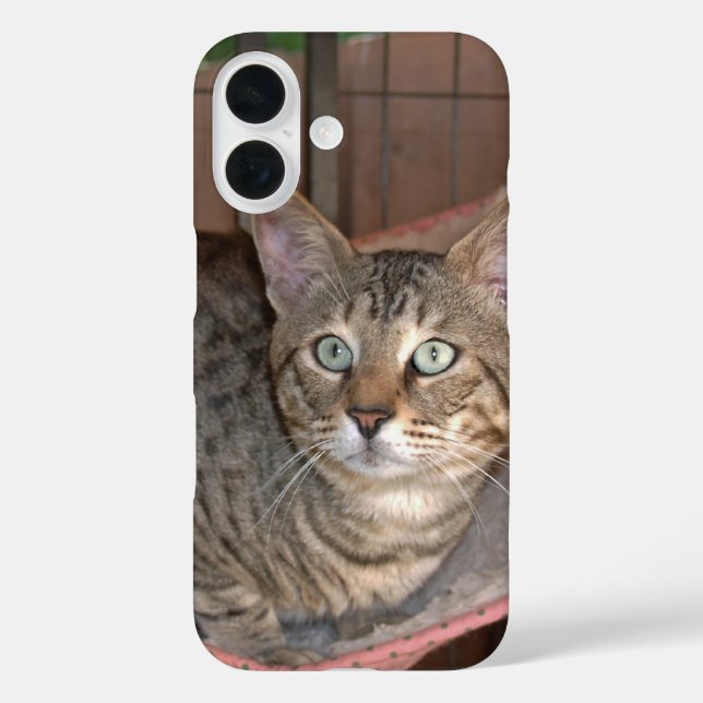 Savannah Cat  Phone Case (Back)
