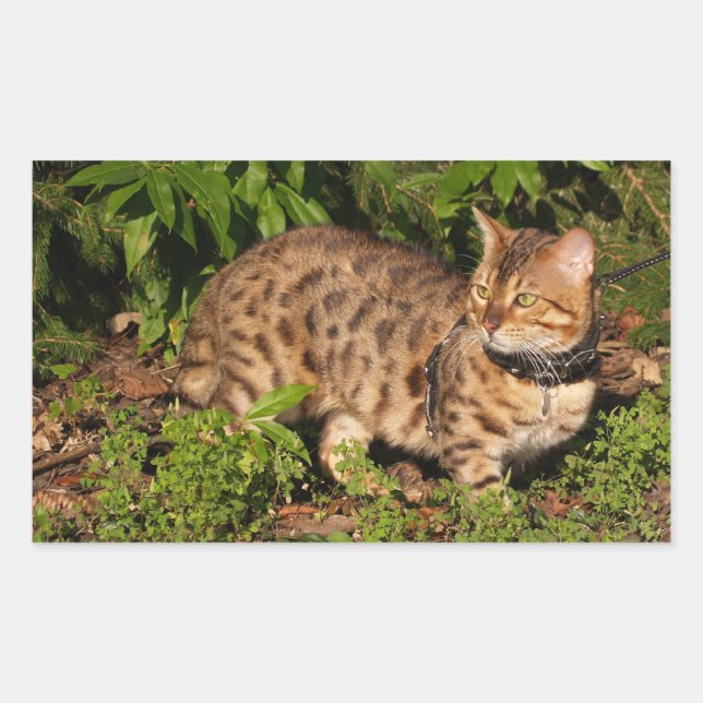 Savannah Cat Rectangle Sticker (Front)