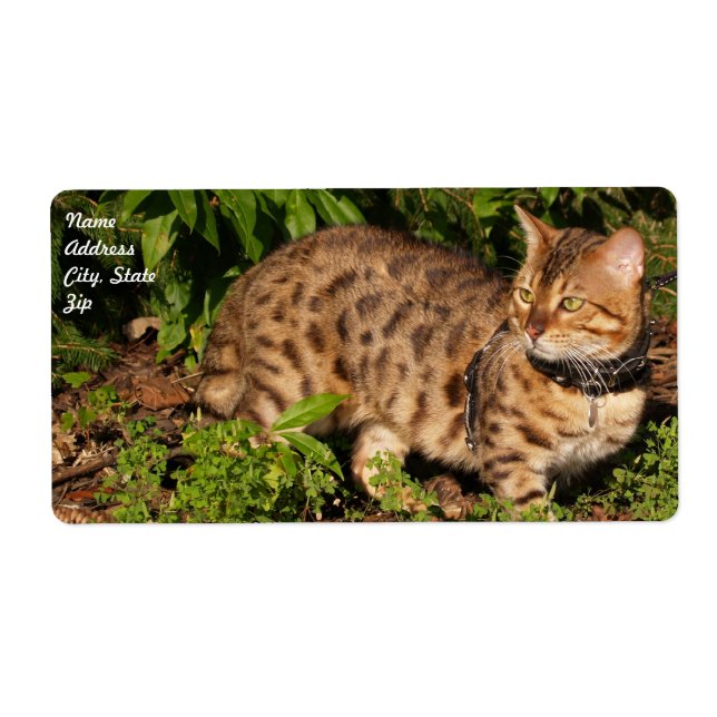 Savannah Cat Shipping Label (Front)