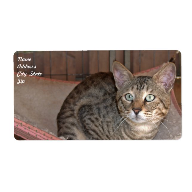 Savannah Cat Shipping Label (Front)