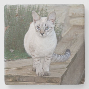 Savannah Cat Square Coaster