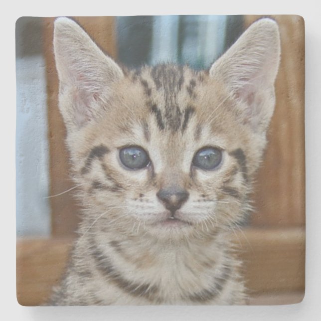 Savannah Cat Square Coaster (Front)
