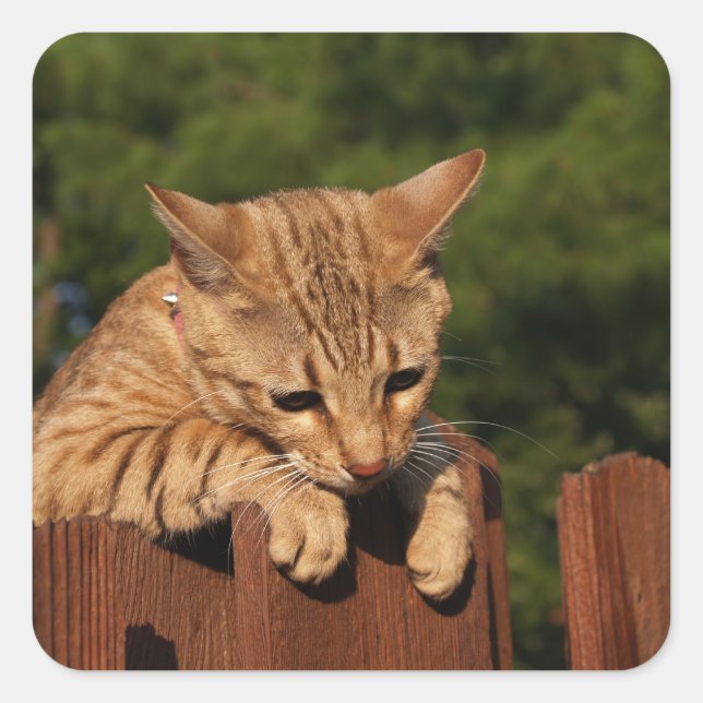 Savannah Cat Square Sticker (Front)
