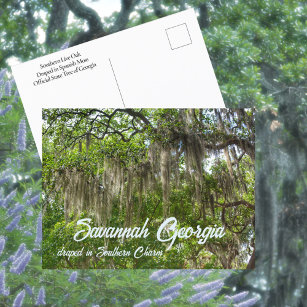 Savannah GA Spanish Moss draped Live Oaks Photo Postcard