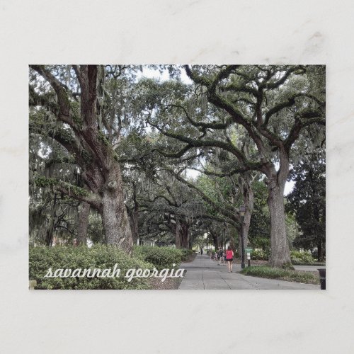 savannah georgia in the park  postcard