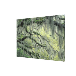 Savannah, Georgia, Live Oak tree draped with Canvas Print