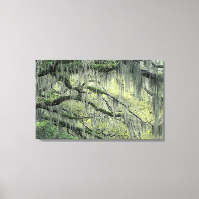 Savannah, Georgia, Live Oak tree draped with Canvas Print (Front)