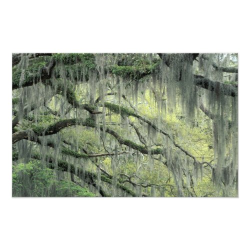Savannah Georgia Live Oak tree draped with Photo Print
