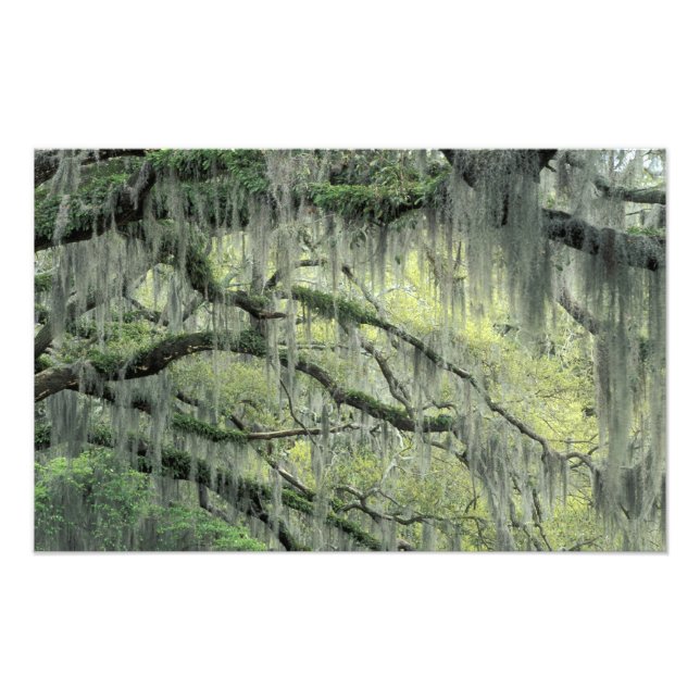 Savannah, Georgia, Live Oak tree draped with Photo Print (Front)