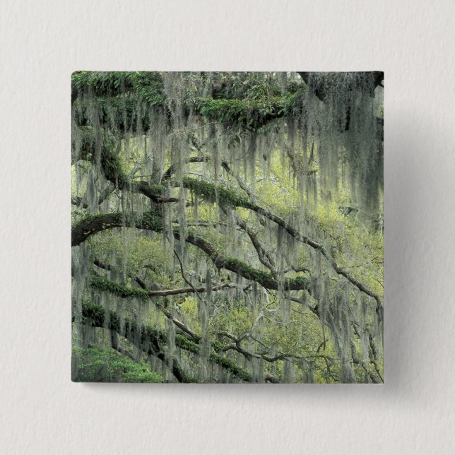 Savannah, Georgia, Live Oak tree draped with Pinback Button (Front)