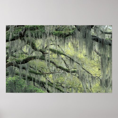 Savannah Georgia Live Oak tree draped with Poster