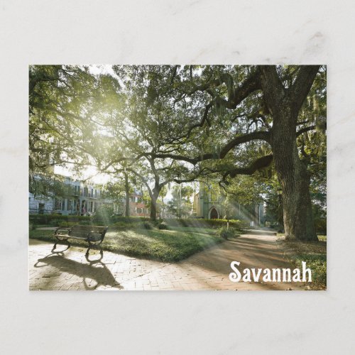 Savannah Georgia Southern Live Oak Tree Park Postcard