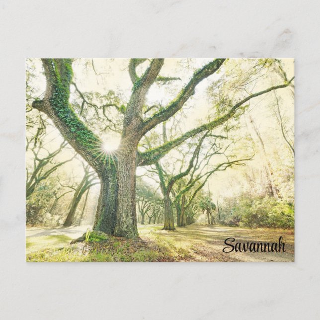 Savannah Georgia Southern Live Oak Tree Postcard (Front)
