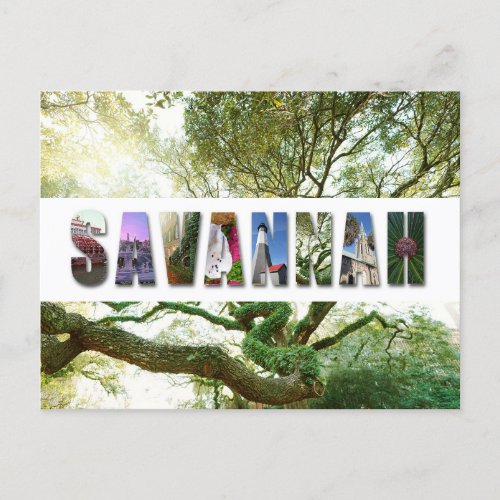 Savannah Georgia Southern Live Oak Tree Postcard