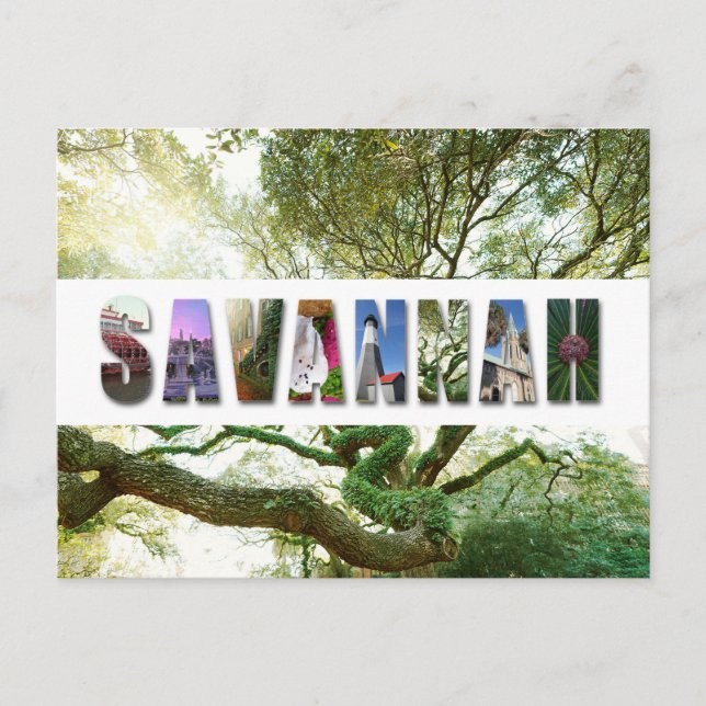 Savannah Georgia Southern Live Oak Tree Postcard (Front)