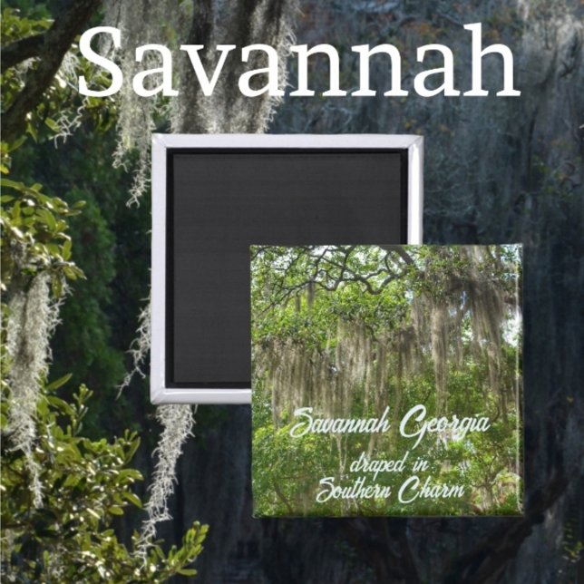 Savannah Georgia Spanish Moss draped Live Oaks Magnet (Creator Uploaded)