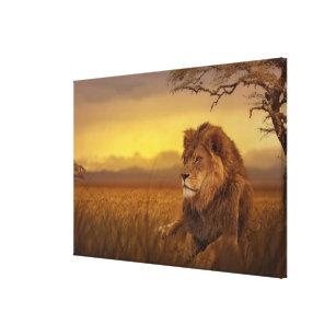 Savannah lion canvas print