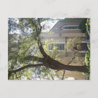 Savannah Mossy Cathedral Postcard