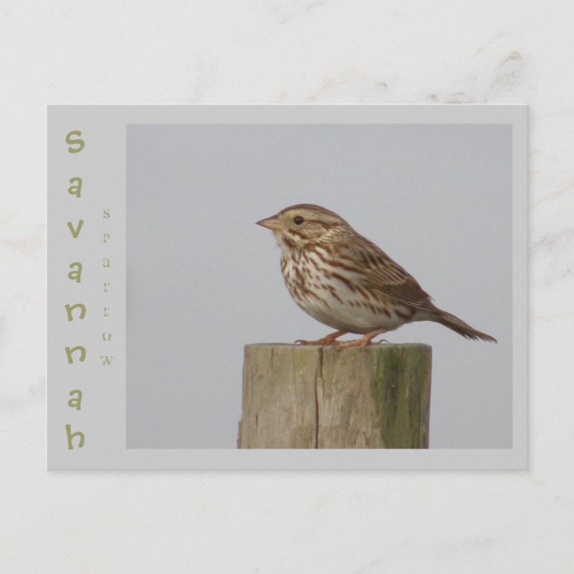 Savannah Sparrow Postcard (Front)