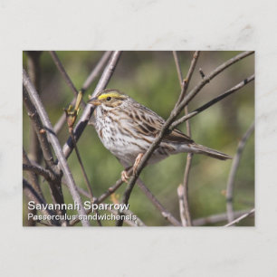 Savannah Sparrow Postcard