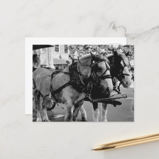 Savannah Working Horses Postcard