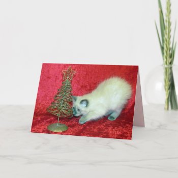 Savannah's Christmas Tree ( Cat / Kitten ) Holiday Card