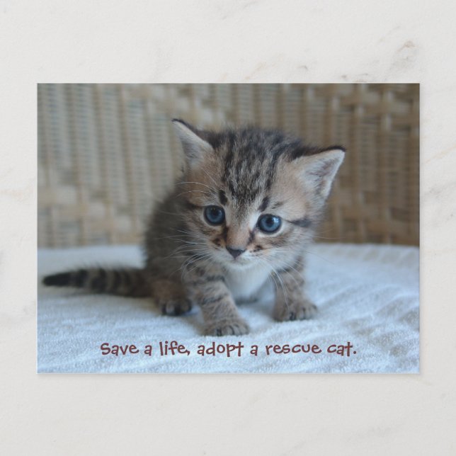 Save a life, adopt a rescue cat. postcard (Front)