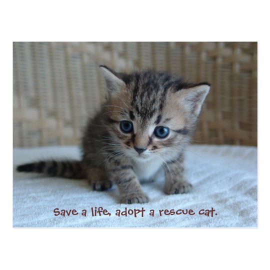 Save a life, adopt a rescue cat. postcard | Zazzle.com
