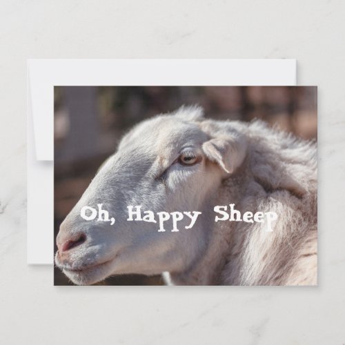 Save a Sheep Post Card