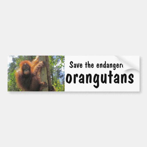 Save Endangered Orangutans Bumper Sticker