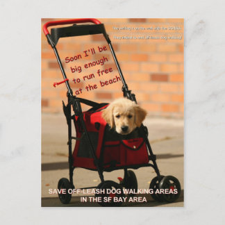 Save Off-Leash Dog Walking Senator Boxer! Postcard