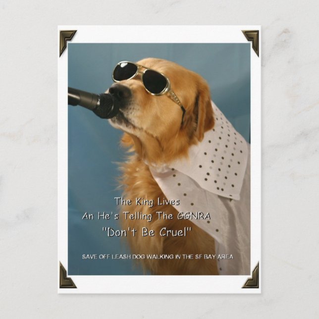 Save Off-Leash Dog Walking Senator Boxer Postcard (Front)