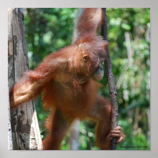 Save Orangutans Borneo Wildlife Poster (Front)