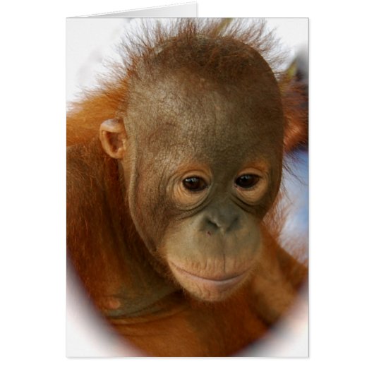 Save Orangutans from Extinction Cards (Front)