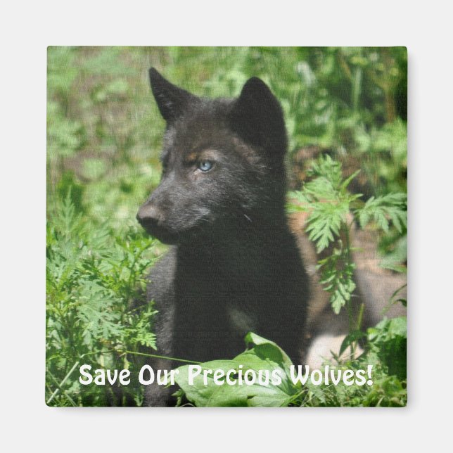 SAVE OUR GREY WOLVES Wildlife Black Wolf Pup Magnet (Front)