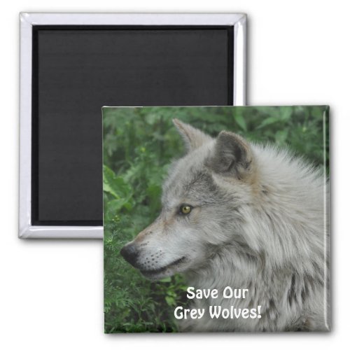 SAVE OUR GREY WOLVES Wildlife Photo Magnet