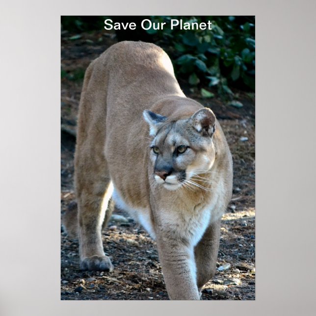 "Save Our Planet" Cougar Photo Poster (Front)