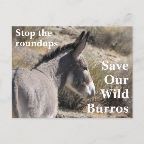 Save Our Wild Burros Postcard