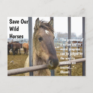 Save Our Wild Horses Campaign Postcard